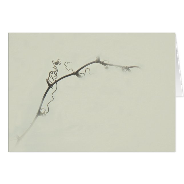Bramble Tendrils in de mist - Minimalisme (Voorkant Horizontaal)