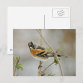 Brambling briefkaart (Voorkant / Achterkant)