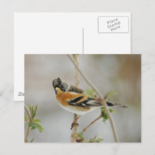 Brambling briefkaart (Voorkant / Achterkant)