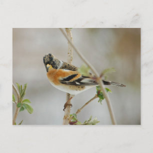 Brambling briefkaart