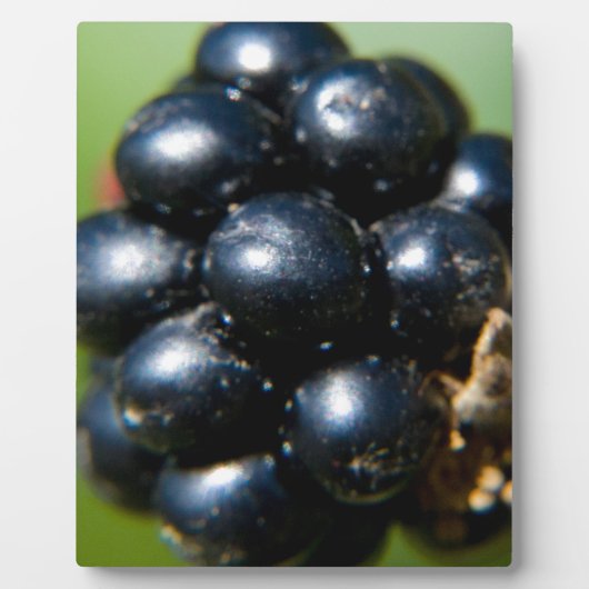 Bramen Fotoplaat (Voorkant)