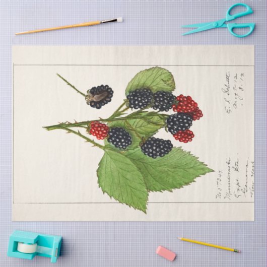  bramen van Ellen Schutt Tissuepapier (Craft)