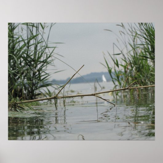 Branch in ondiep water poster (Voorkant)