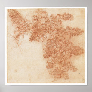 Branch of a Blackberry, Leonardo Da Vinci Poster