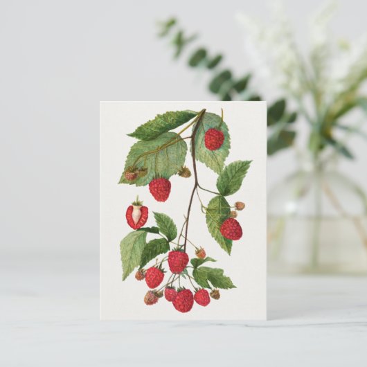 Branch of Blackberry Fruit Waterverf Painting Briefkaart (Staand voorkant)