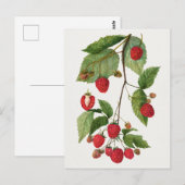 Branch of Blackberry Fruit Waterverf Painting Briefkaart (Voorkant / Achterkant)