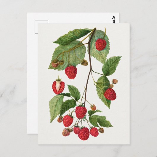 Branch of Blackberry Fruit Waterverf Painting Briefkaart (Voorkant / Achterkant)