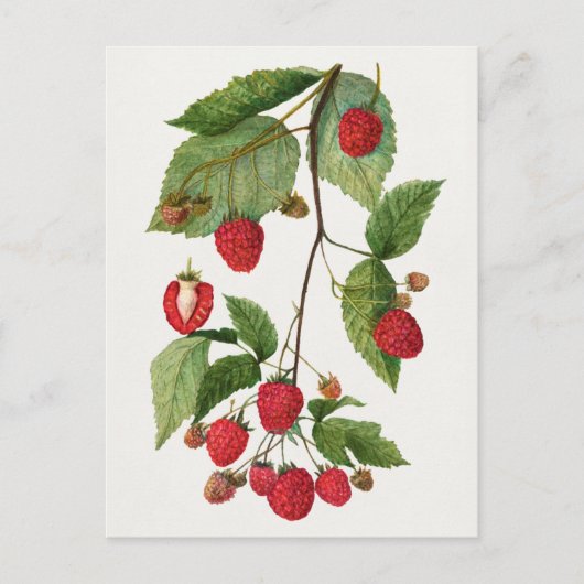 Branch of Blackberry Fruit Waterverf Painting Briefkaart (Voorkant)