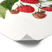 Branch of Blackberry Fruit Waterverf Painting Poster (Hoek)