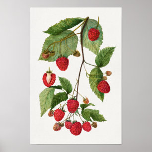 Branch of Blackberry Fruit Waterverf Painting Poster