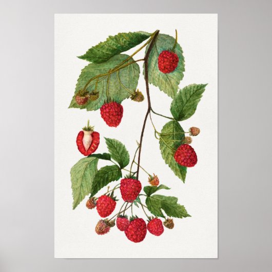 Branch of Blackberry Fruit Waterverf Painting Poster (Voorkant)