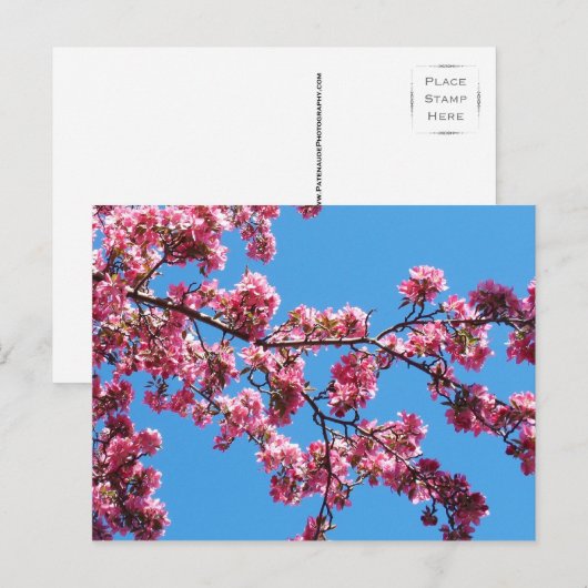 Branch of Cherry Blossom Briefkaarten (Voorkant / Achterkant)