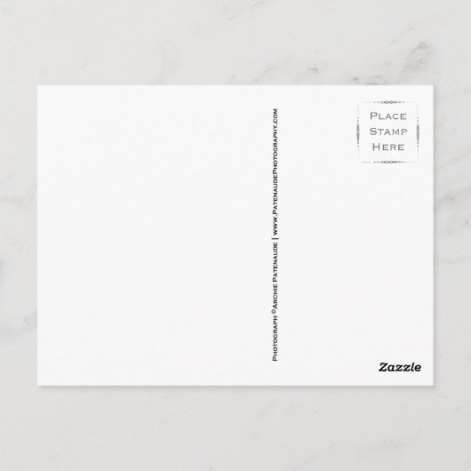 Branch of Cherry Blossom Briefkaarten (Achterkant)