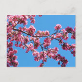 Branch of Cherry Blossom Briefkaarten (Voorkant)
