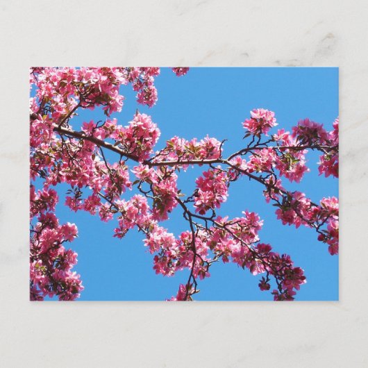 Branch of Cherry Blossom Briefkaarten (Voorkant)