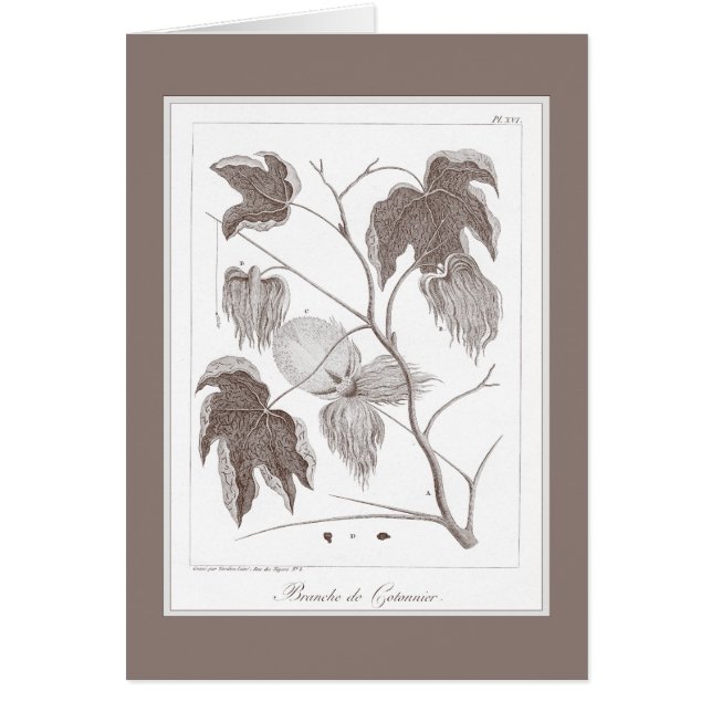 Branch of Cotton Plant -  Antiek Enraving (Voorkant)