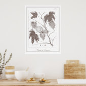 Branch of Cotton Plant - Branche de Cotonou nier Poster (Keuken)