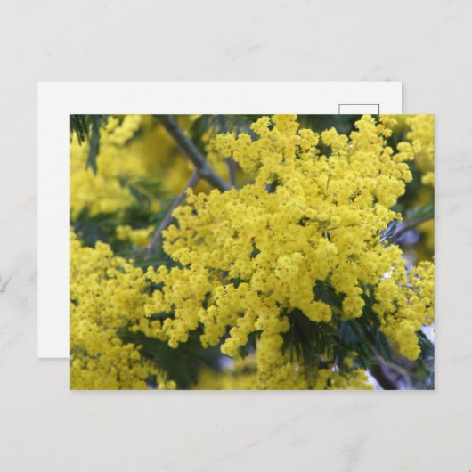 Branch of mimosa briefkaart (Voorkant / Achterkant)