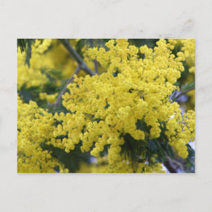 Branch of mimosa briefkaart