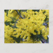 Branch of mimosa briefkaart (Voorkant)