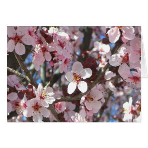 Branch of Pink Blossom Spring Floral