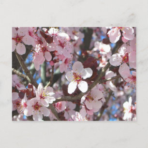Branch of Pink Blossom Spring Floral Briefkaart