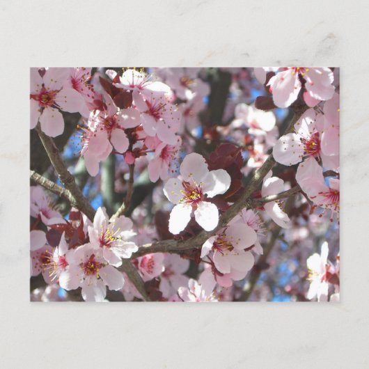 Branch of Pink Blossom Spring Floral Briefkaart (Voorkant)