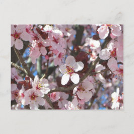 Branch of Pink Blossom Spring Floral Briefkaart