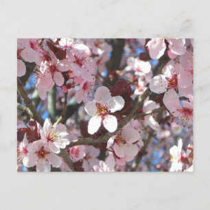 Branch of Pink Blossom Spring Floral Briefkaart