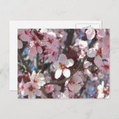 Branch of Pink Blossom Spring Floral Briefkaart (Voorkant / Achterkant)