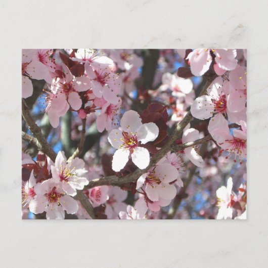 Branch of Pink Blossom Spring Floral Briefkaart (Voorkant)