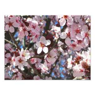 Branch of Pink Blossom Spring Floral Foto Afdruk