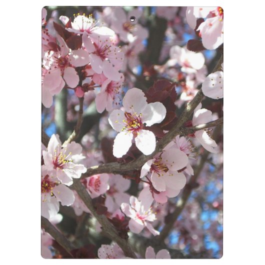 Branch of Pink Blossom Spring Floral Klembord (Achterkant)