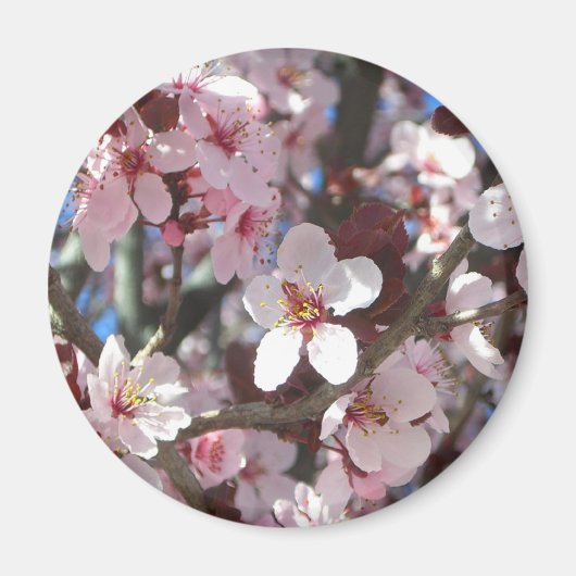Branch of Pink Blossom Spring Floral Magneet (Voorkant)