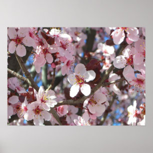 Branch of Pink Blossom Spring Floral Poster