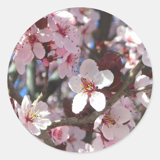 Branch of Pink Blossom Spring Floral Ronde Sticker (Voorkant)