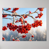 Branch of vibrant red berries poster (Voorkant)