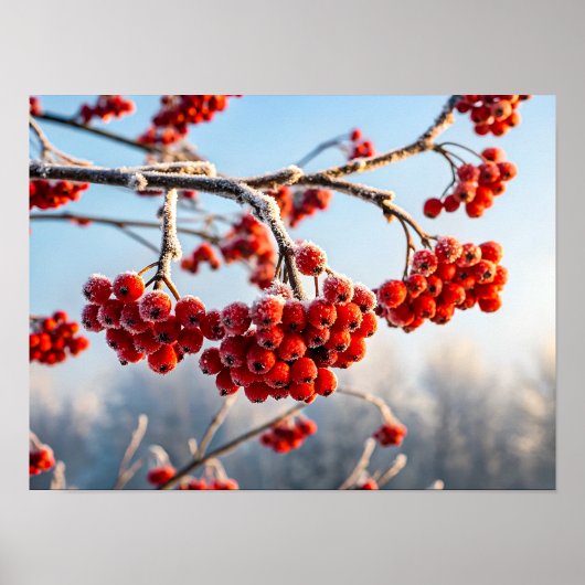 Branch of vibrant red berries poster (Voorkant)