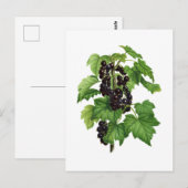 Branch with Black Currant Fruit Briefkaart (Voorkant / Achterkant)