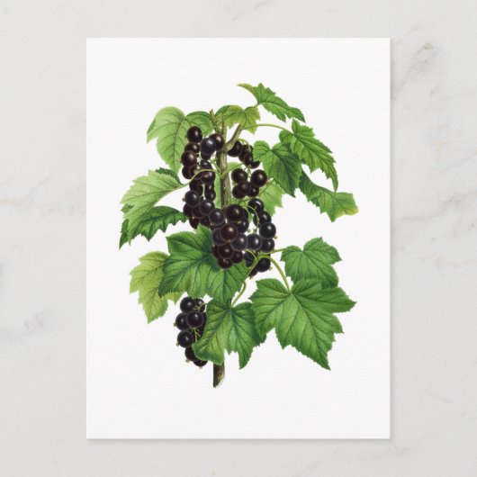 Branch with Black Currant Fruit Briefkaart (Voorkant)