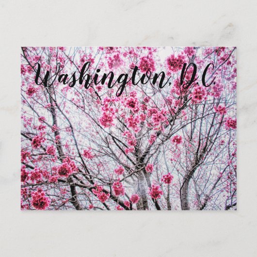 Branches en bloemen van een Cherry Tree Briefkaart (Voorkant)