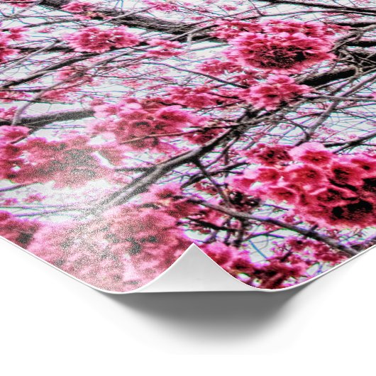 Branches en bloemen van een Cherry Tree Foto Afdruk (Hoek)