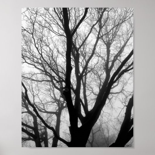 Branches in de Fog Fotografie Poster (Voorkant)