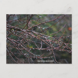 Branches in de regen | Blue Beach Song™-Briefkaart Briefkaart