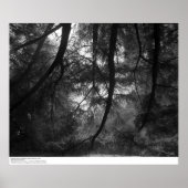 Branches, in sun, UC Santa Cruz, 1963 Poster (Voorkant)