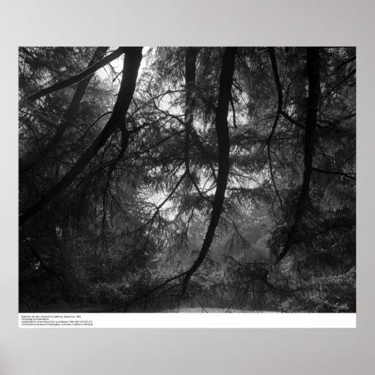 Branches, in sun, UC Santa Cruz, 1963 Poster (Voorkant)