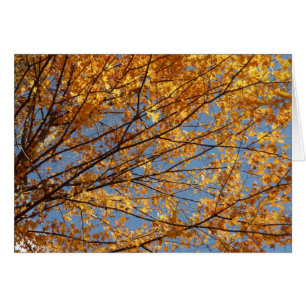 Branches van de Oranje herfst Maple Leaves II