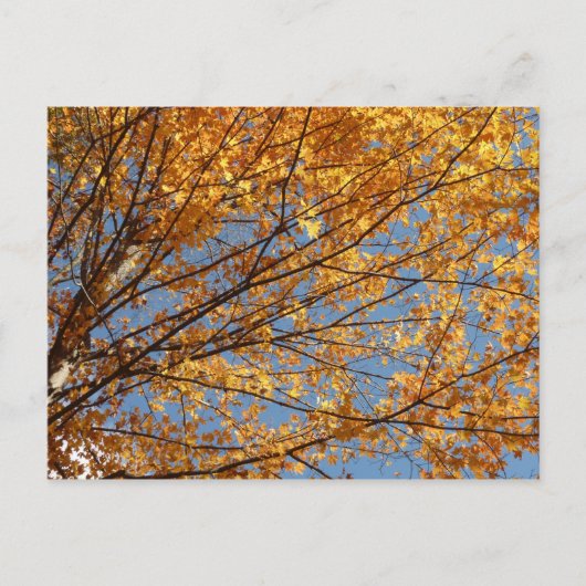 Branches van de Oranje herfst Maple Leaves II Briefkaart (Voorkant)