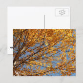 Branches van de Oranje herfst Maple Leaves II Briefkaart (Voorkant / Achterkant)