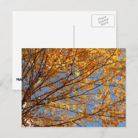 Branches van de Oranje herfst Maple Leaves II Briefkaart (Voorkant / Achterkant)